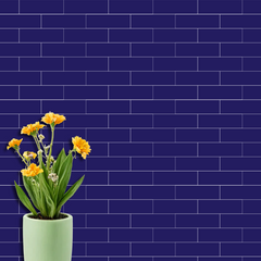 Indigo Blue